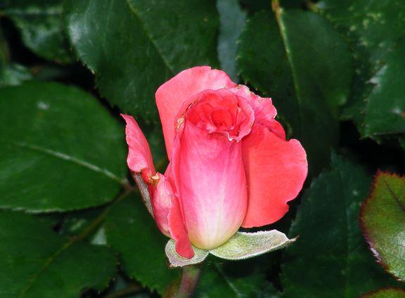 First and Foremost photo fnf2013_06110104_zps94001c11.jpg